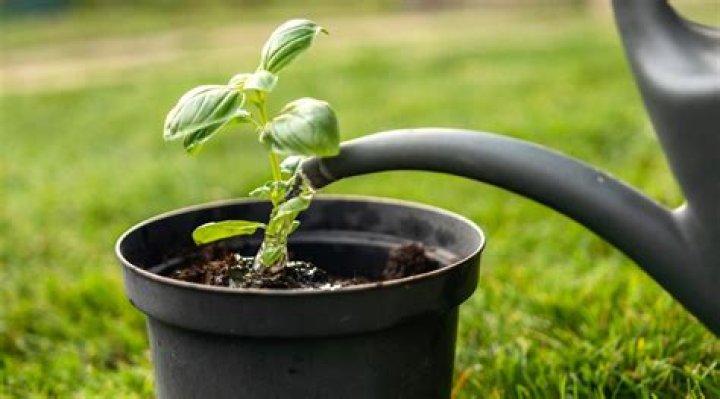 Do basil plants need a lot of water?