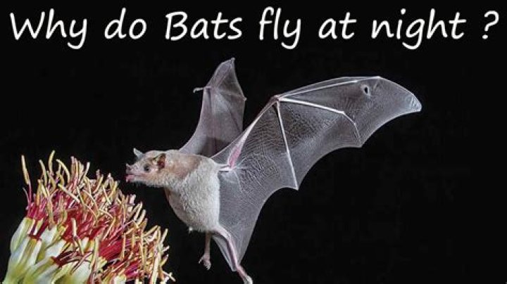 Do bats fly all night?