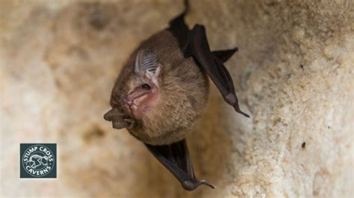 Do bats turn left when exiting a cave?