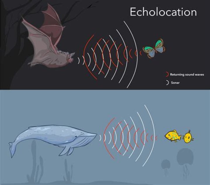 Do bats use echolocation?