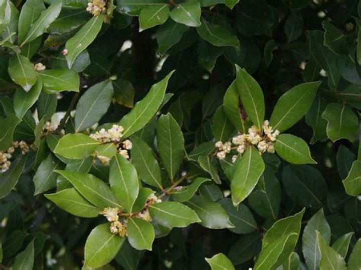 Do bay leaf trees flower?