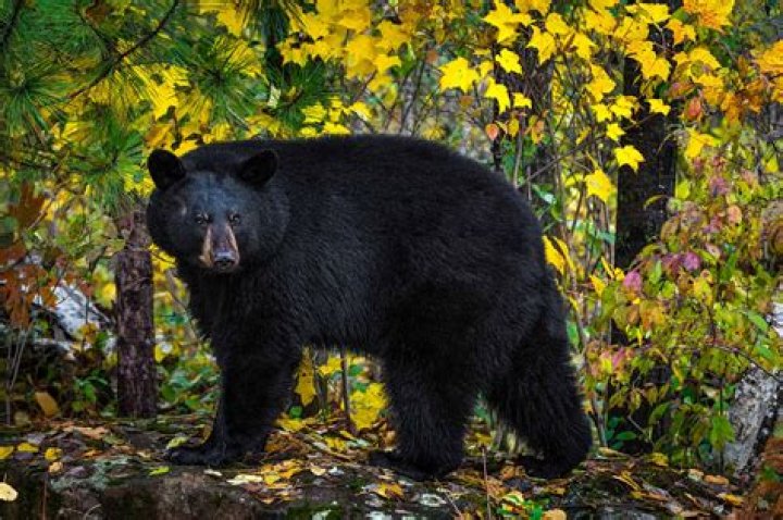 Do bears live in the piedmont region of georgia?