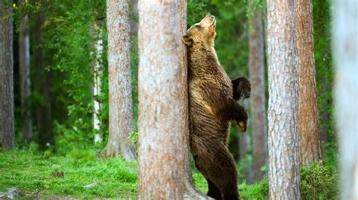 Do bears push down trees?