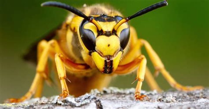 Do bee stingers stay in you?