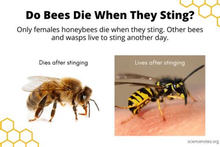Do bees die if you take their honey?