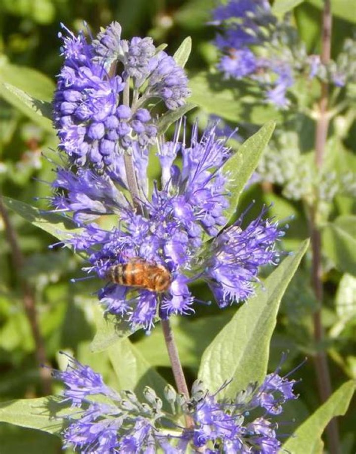 Do bees like caryopteris?