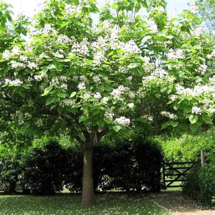 Do bees like catalpa trees?