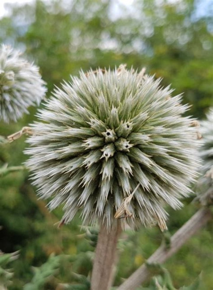 Do bees like globe thistle?