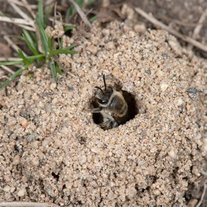 Do bees like ground ivy?