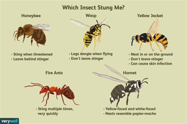 Do bees randomly sting?