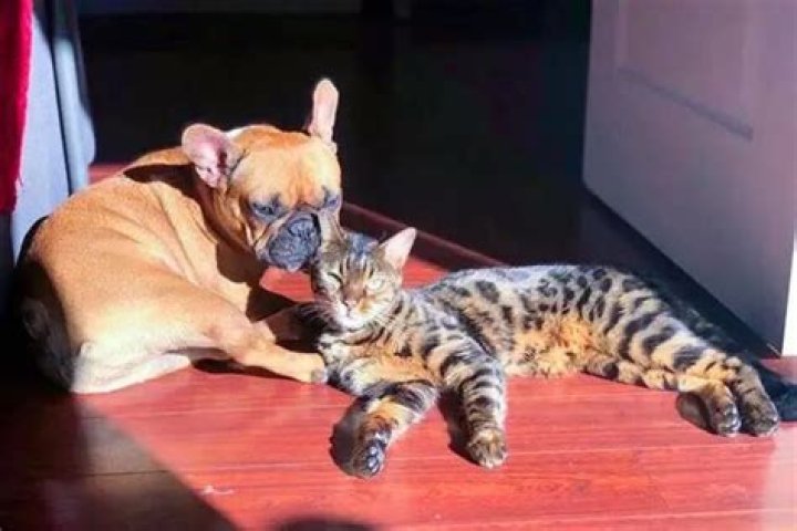 Do bengal cats get along with dogs?