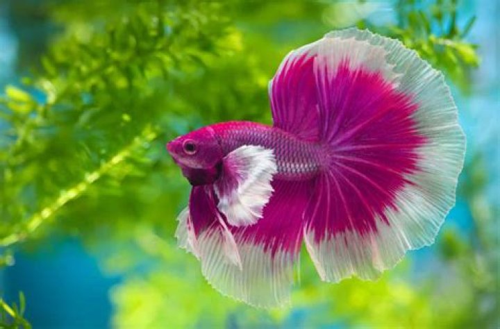 Do betta fish breathes?