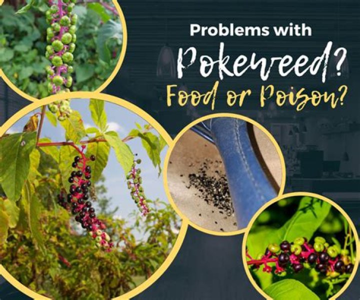 Do birds eat american pokeweed berries?