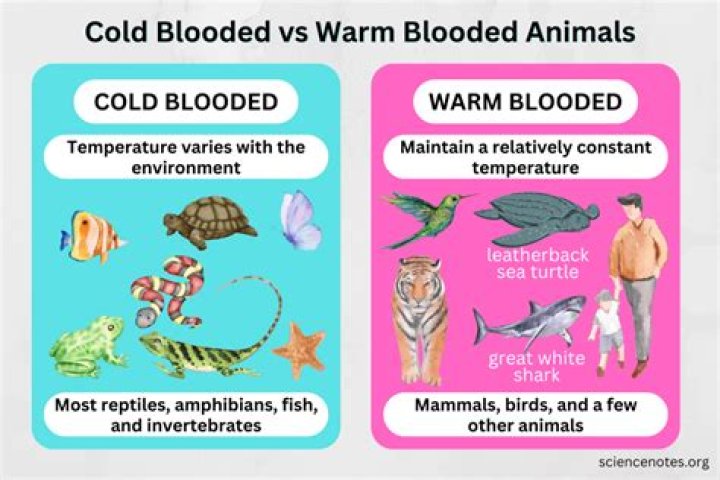 Do birds have warm blood?