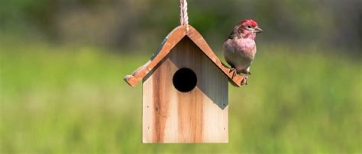 Do birds like hanging bird houses?