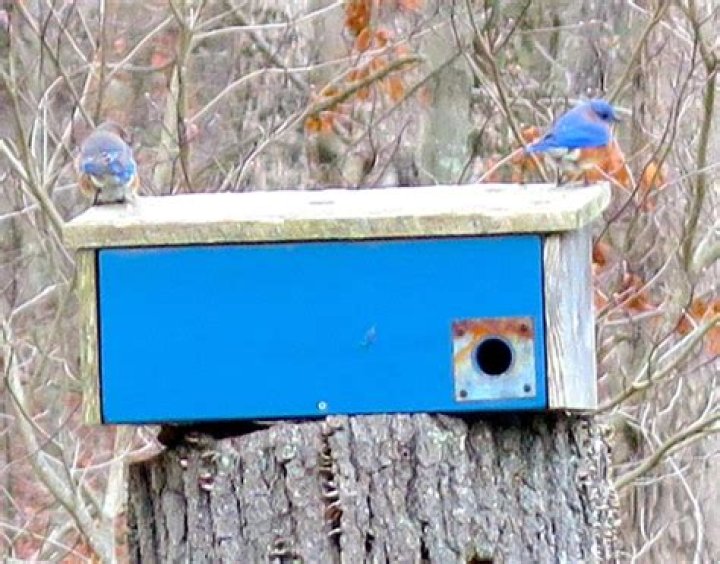 Do birds use roosting pockets?