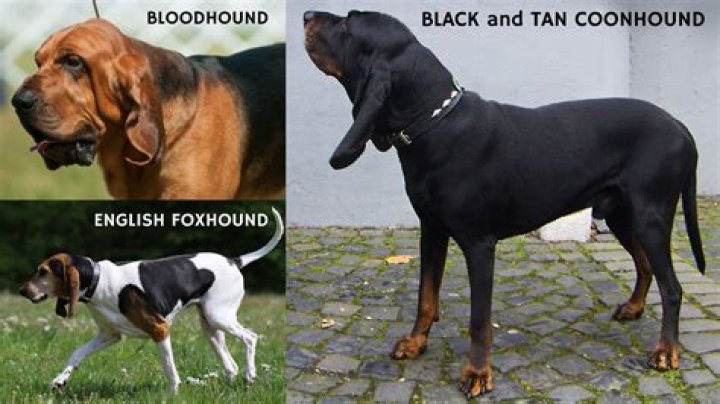 Do black and tan coonhounds swim?