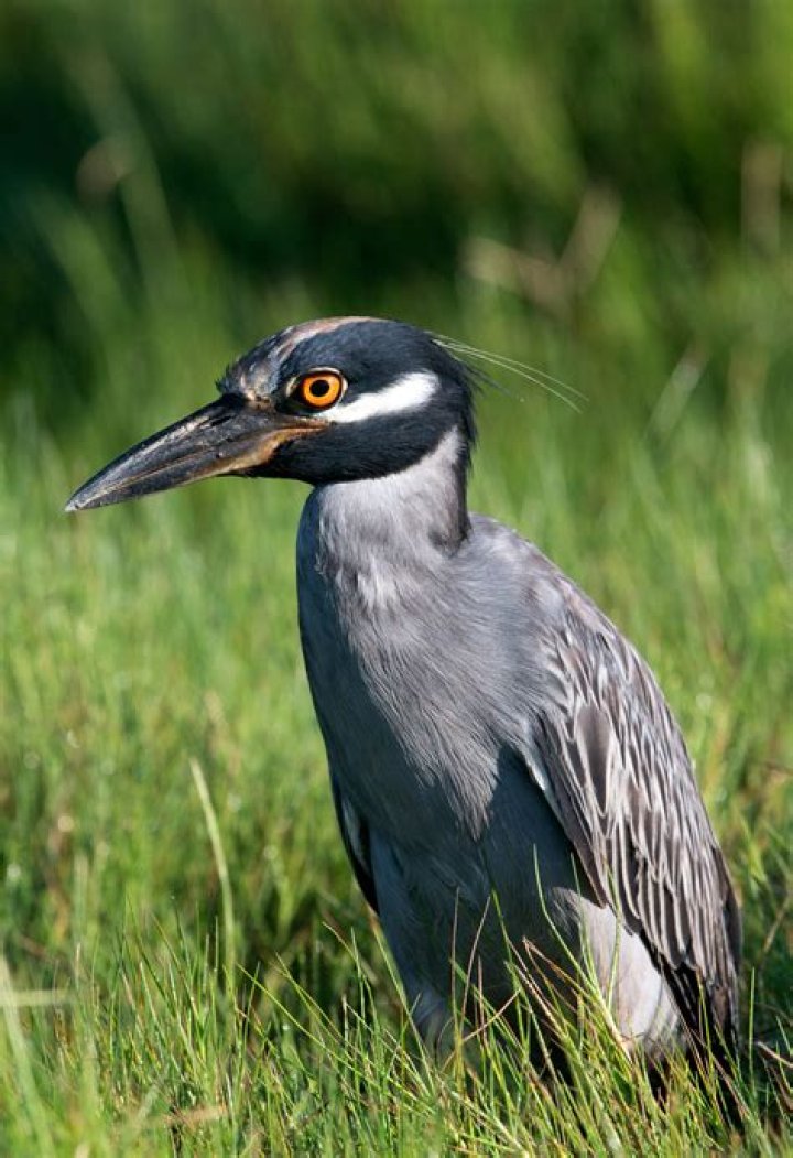 Do black crowned night herons migrate?