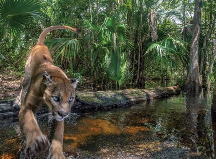 Do black panthers live in florida?