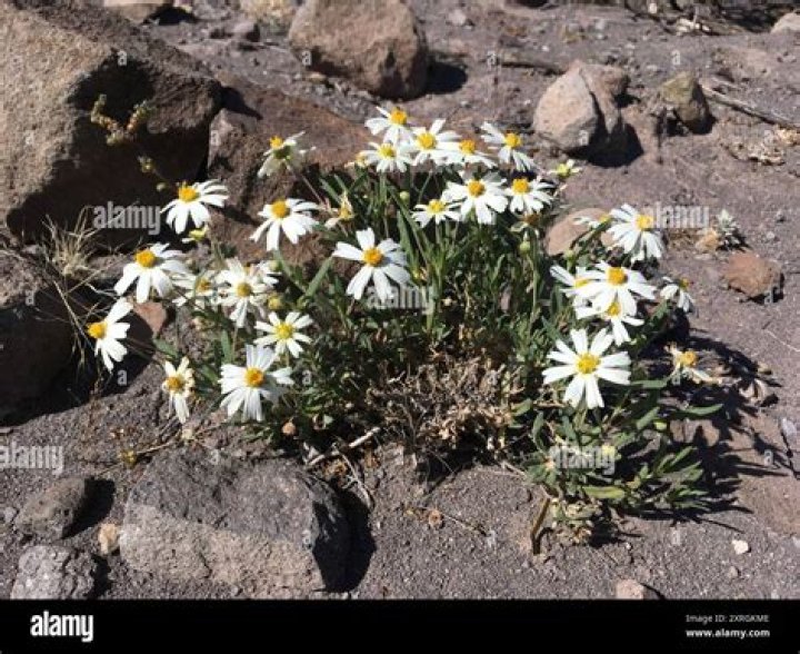 Do blackfoot daisies spread?