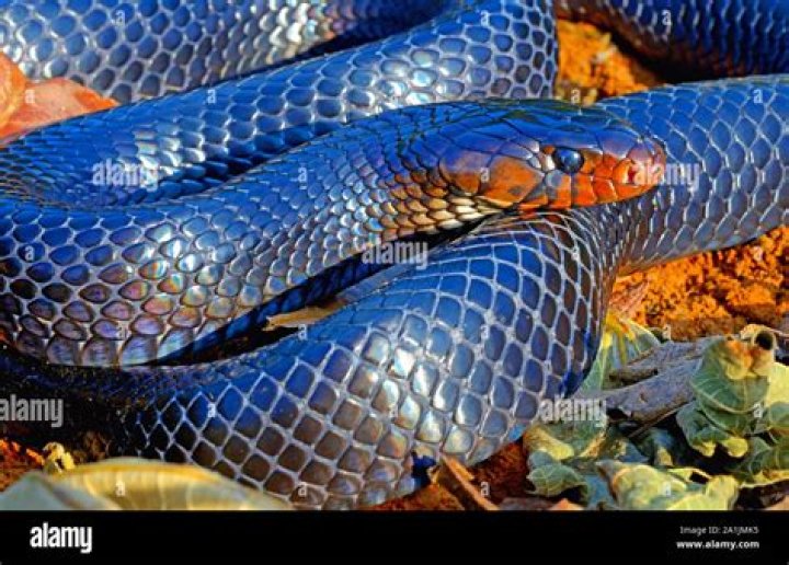 Do blue indigo snakes eat rattlesnakes?