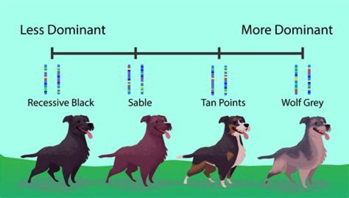 Do both alleles get transcribed?