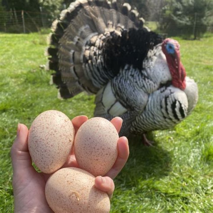 Do broad breasted turkeys lay eggs?