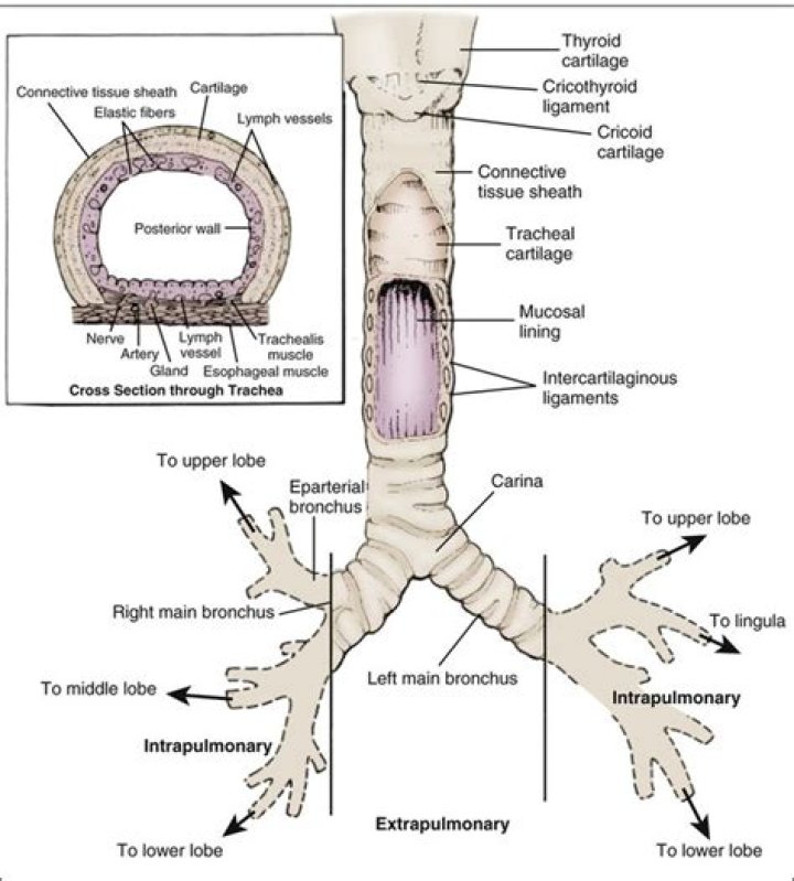 Do bronchioles have cartilage?