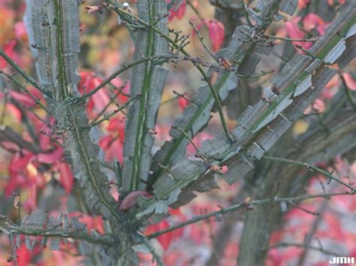 Do burning bushes have thorns?