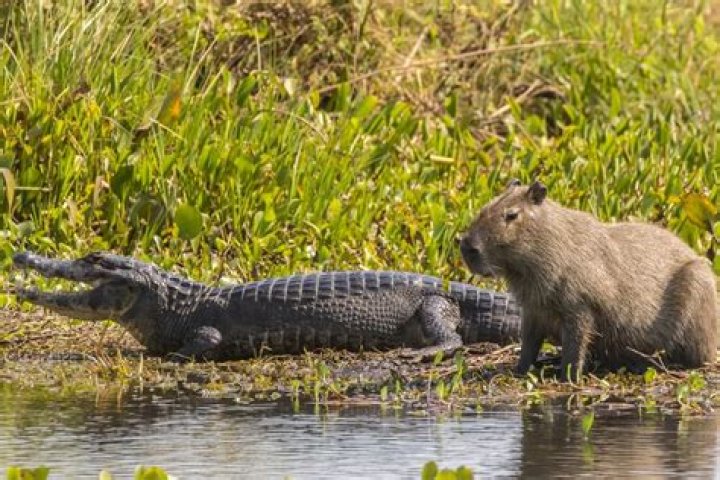 Do caimans eat capybara?