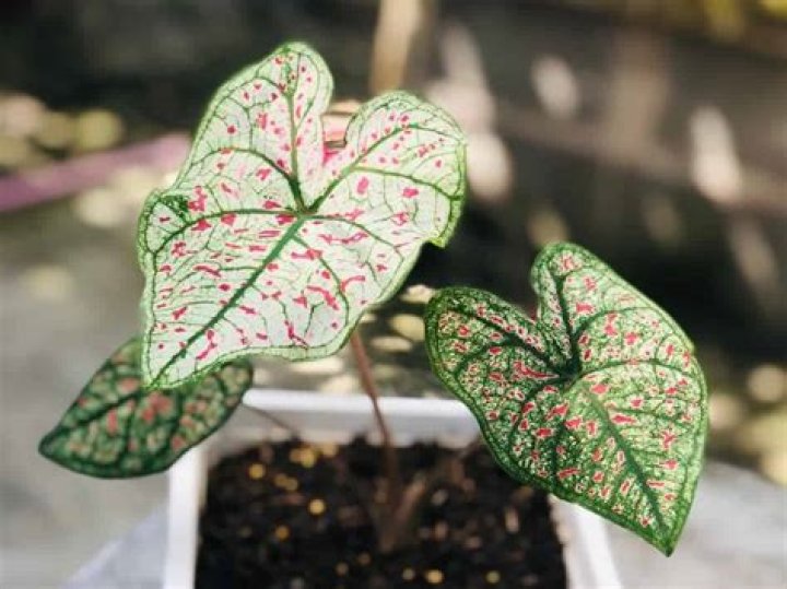 Do caladiums go dormant indoors?