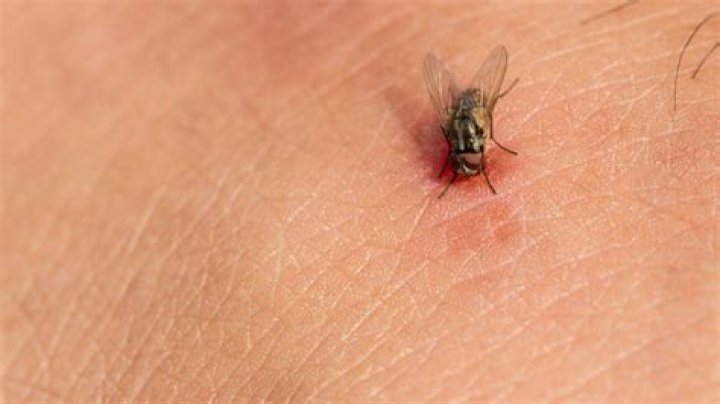 Do calligrapher flies bite?