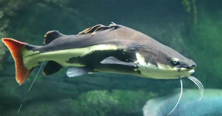 Do catfish live in holes?