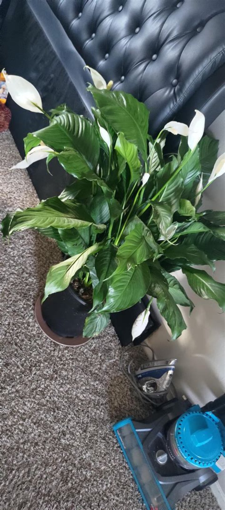 Do cats eat spathiphyllum?