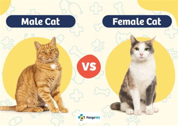 Do cats get friendlier with age?