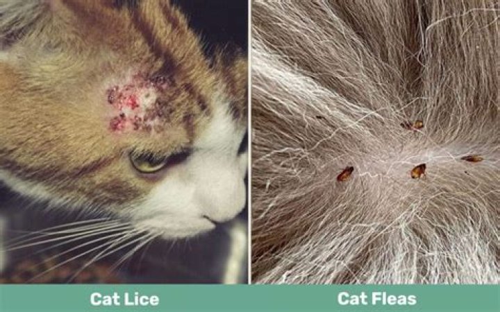 Do cats get lice?