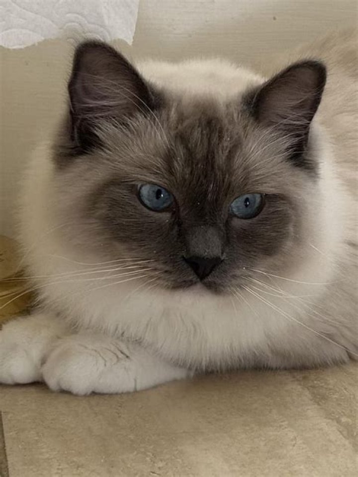 Do cats go through phases?