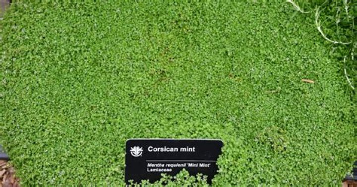 Do cats like corsican mint?