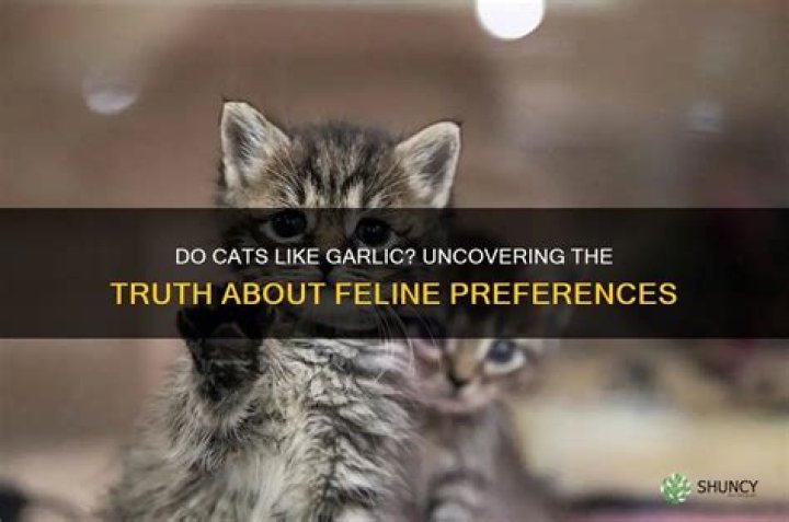 Do cats like garlic?