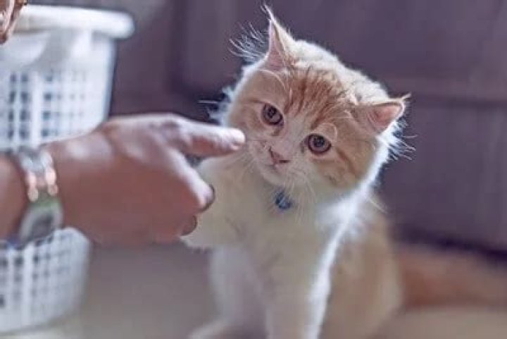 Do cats understand when you scold them?