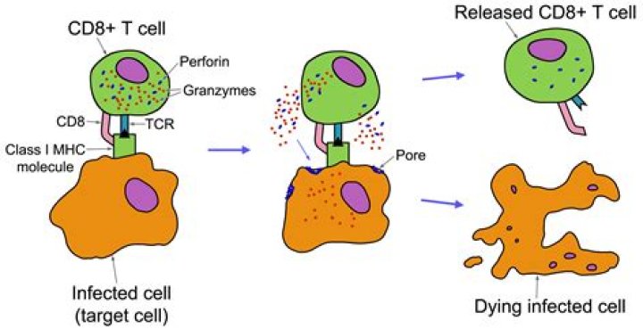 Do cells undergo cytolysis?