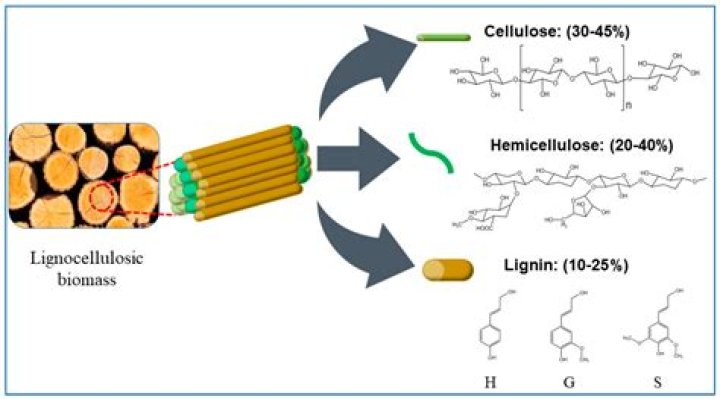 Do cellulose bonds release energy?