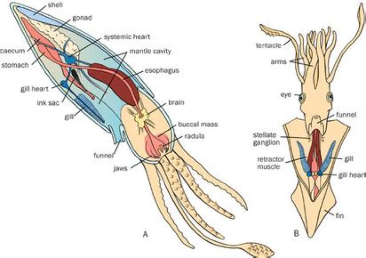 Do cephalopods have radula?