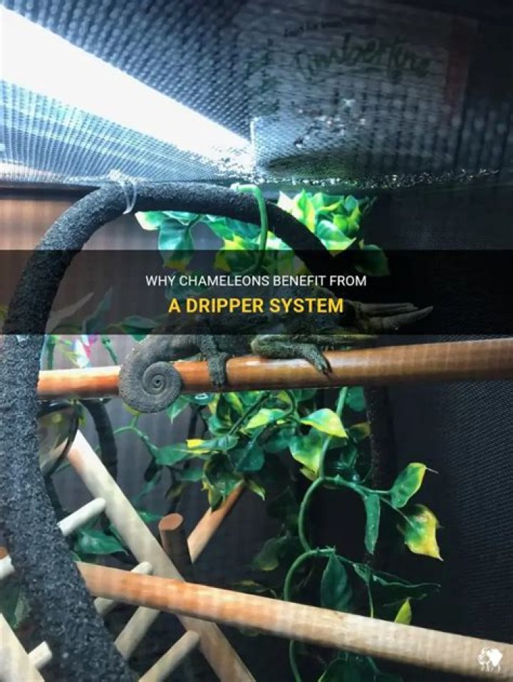 Do chameleons need a dripper?