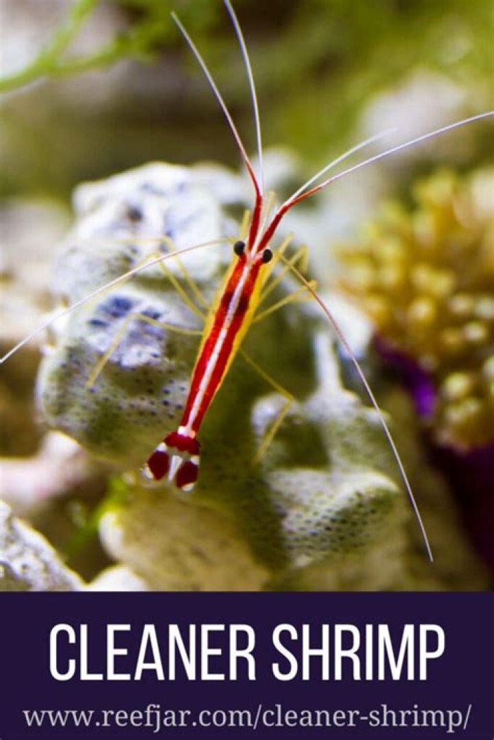 Do cleaner shrimp shed their skin?