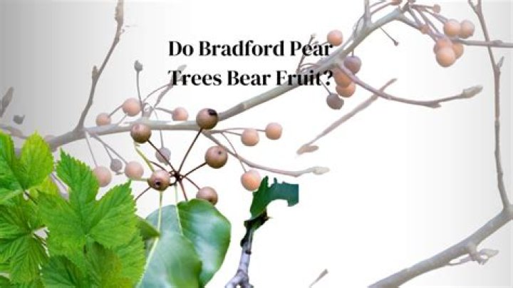 Do cleveland pear trees bear fruit?