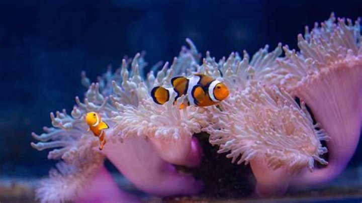 Do clownfish need anemone in tank?