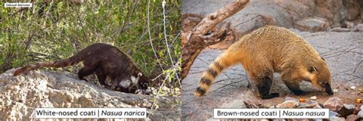Do coatimundi live in deserts?