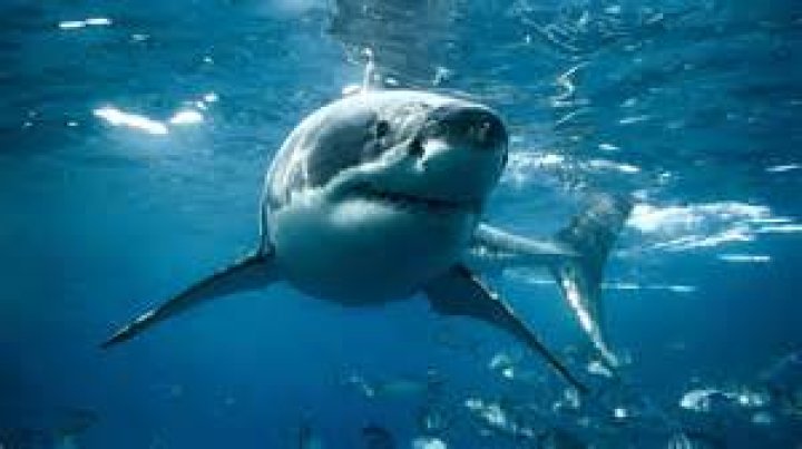 Do columbian sharks need salt water?