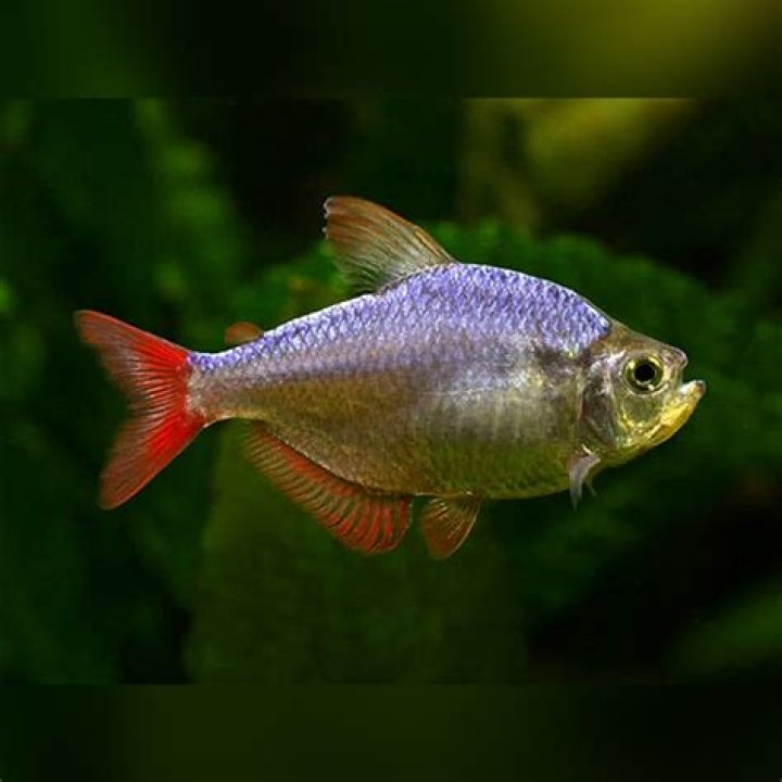 Do columbian tetras eat plants?
